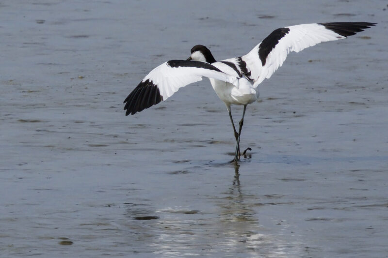 Avocette élégante dans l’estuaire de la Loire